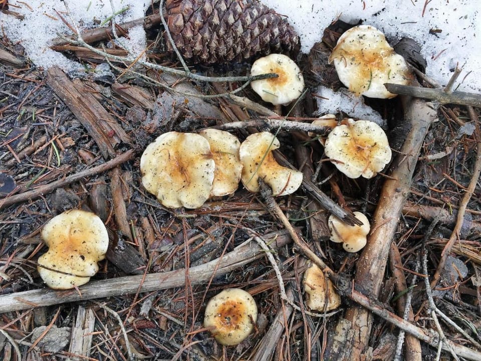 Hyphen 5-bedrooms rental, private beach, filtered view Villa in Tahoe City