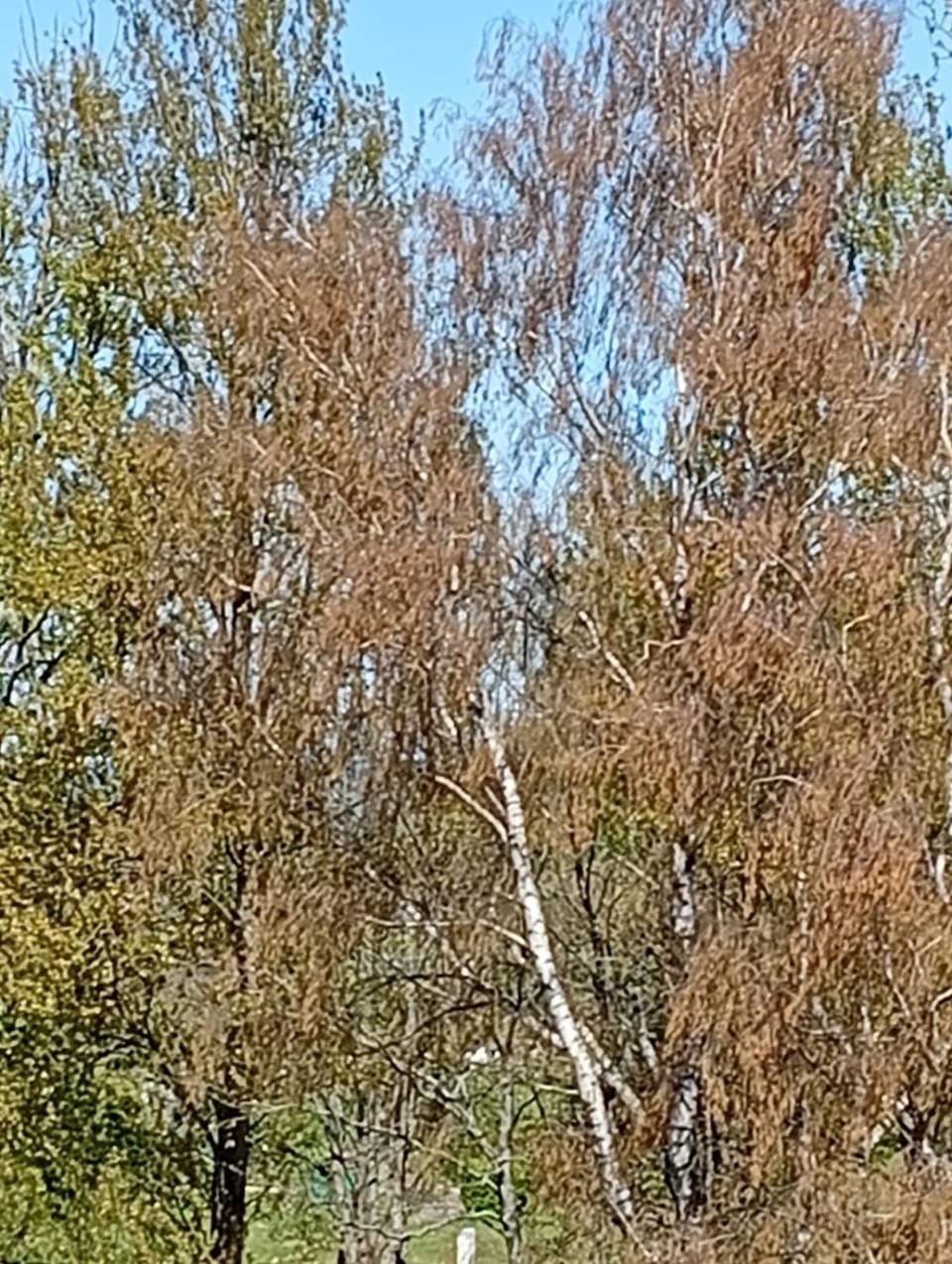 Ostrowo LATEM Campground/ 
RV Resort in Pomeranian Voivodeship