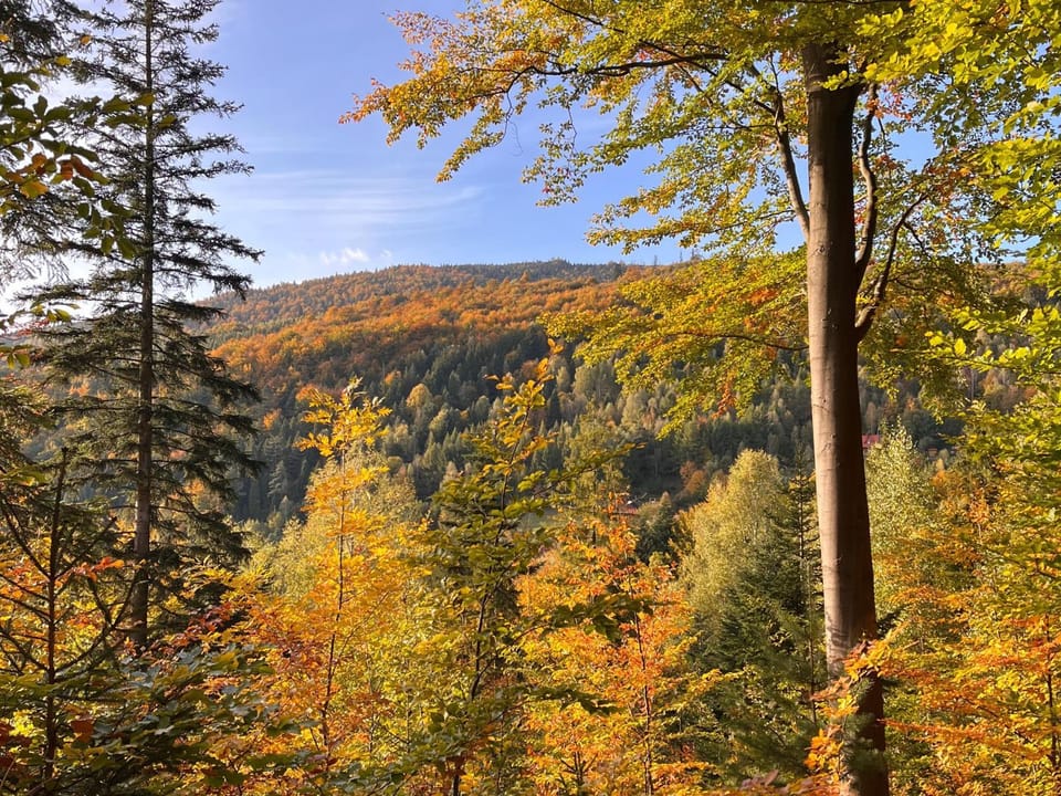View (from property/room), Other, Autumn, Mountain view