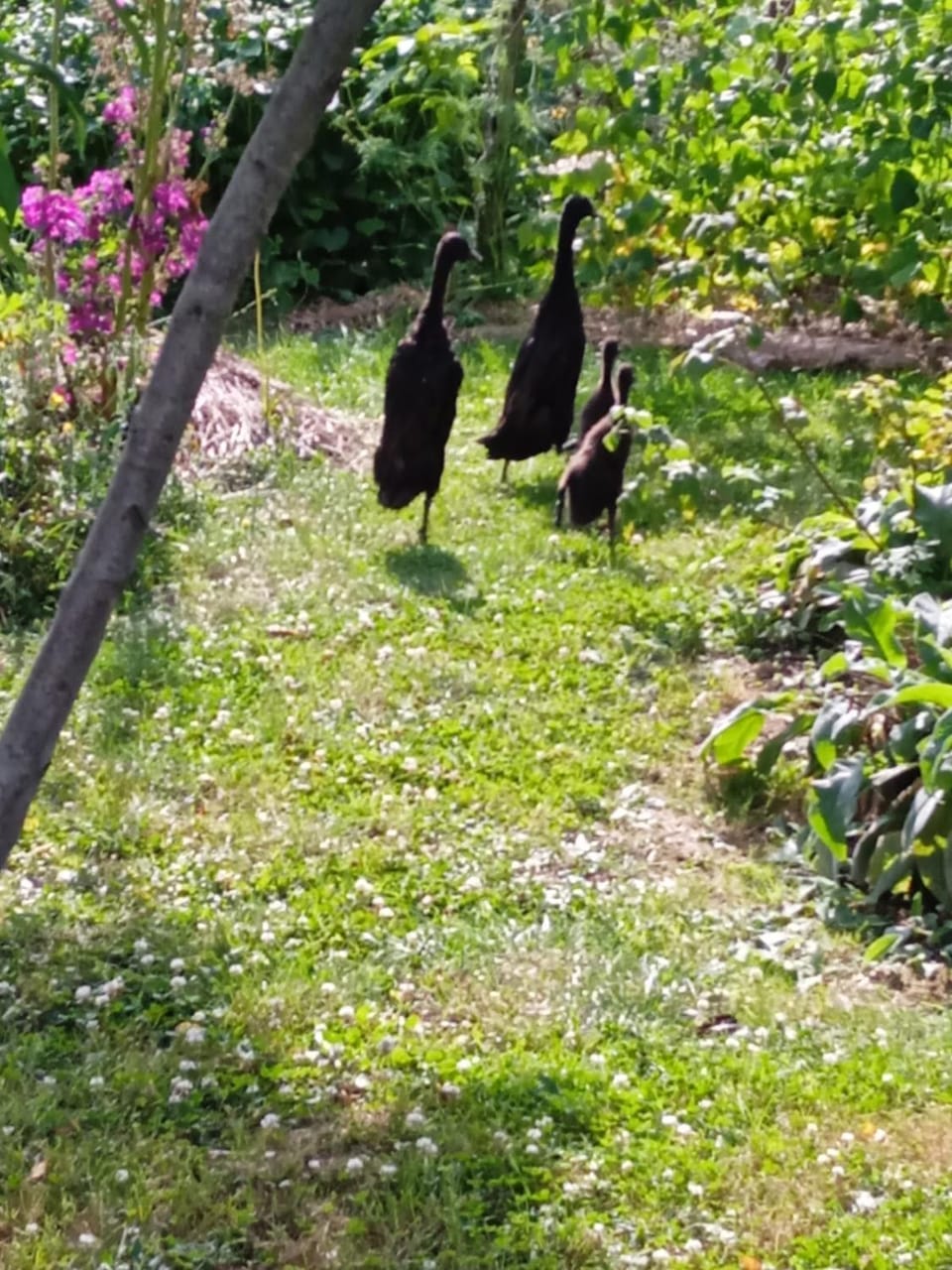 Garden, Animals