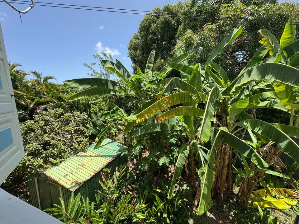 Day, Natural landscape, Garden, Garden view
