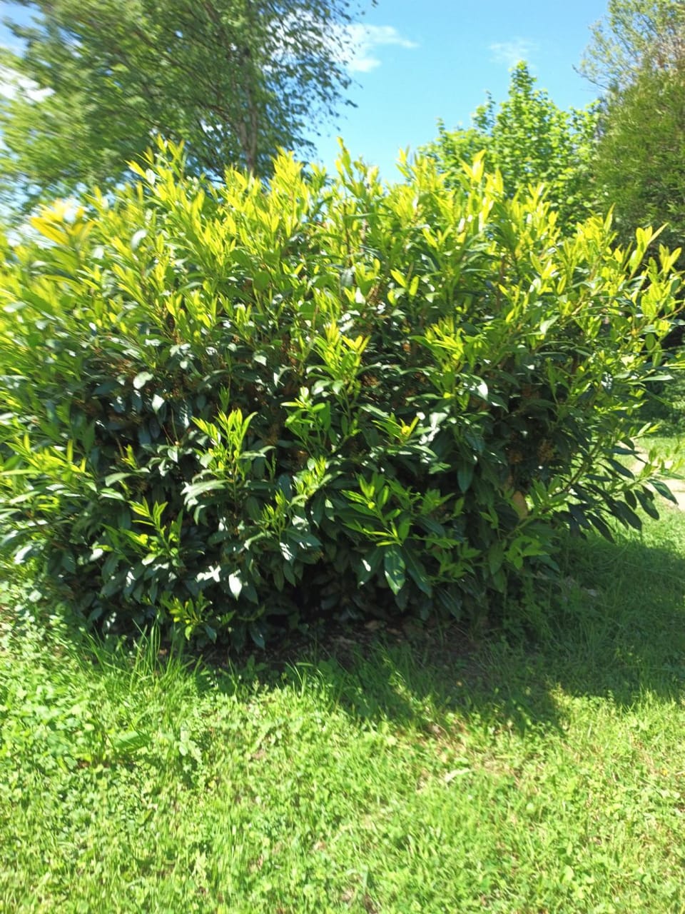 Natural landscape, Garden