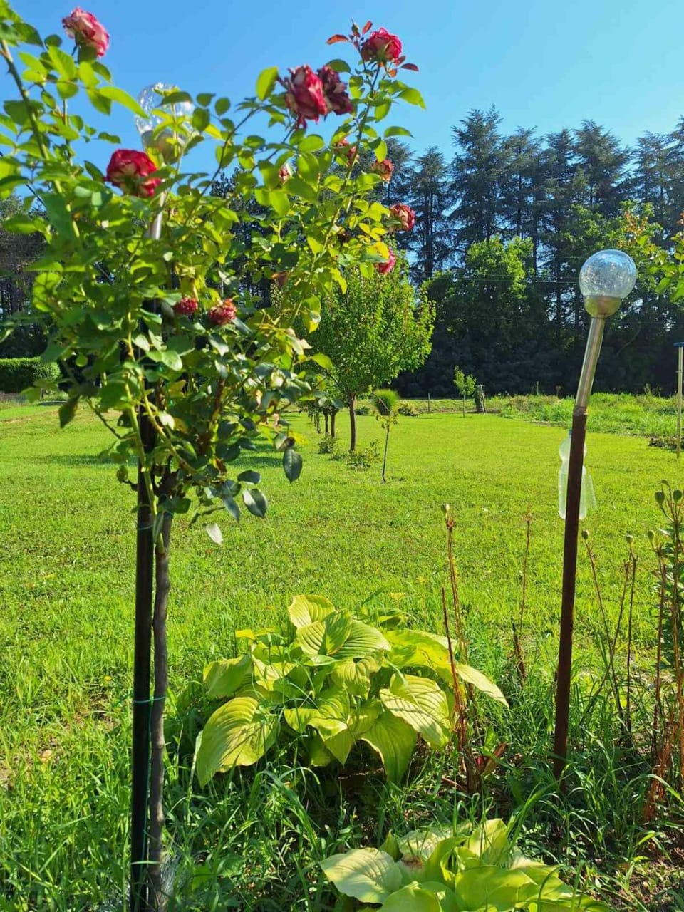 Garden view