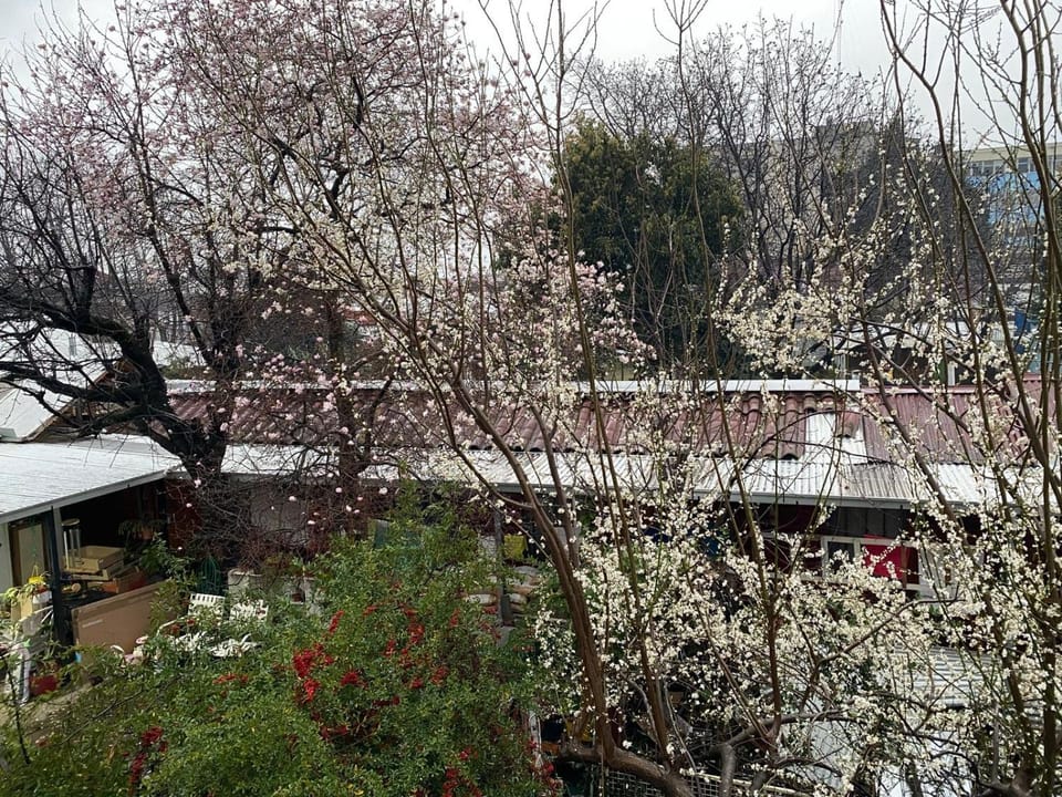 Spring, Day, Garden, Garden, Garden view