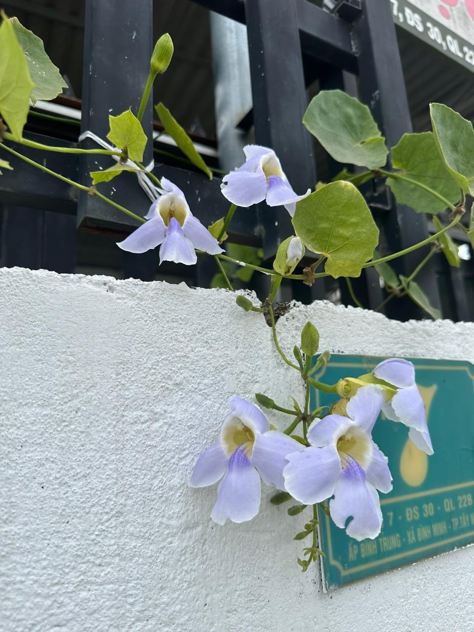Property building, Patio, Day, Garden