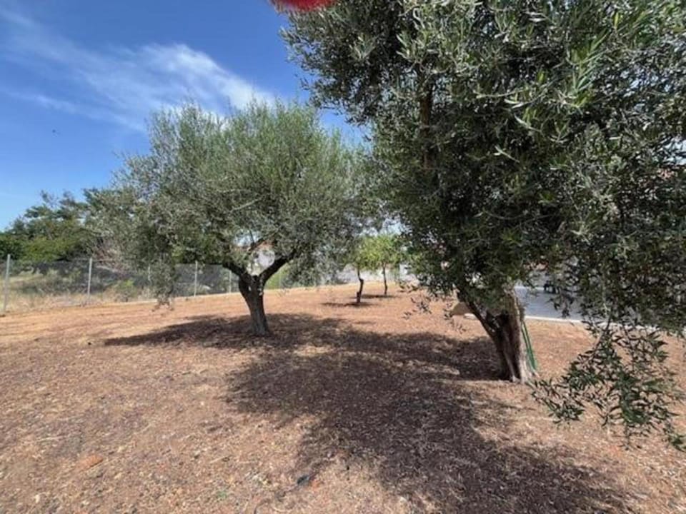 Natural landscape, Garden, Garden view