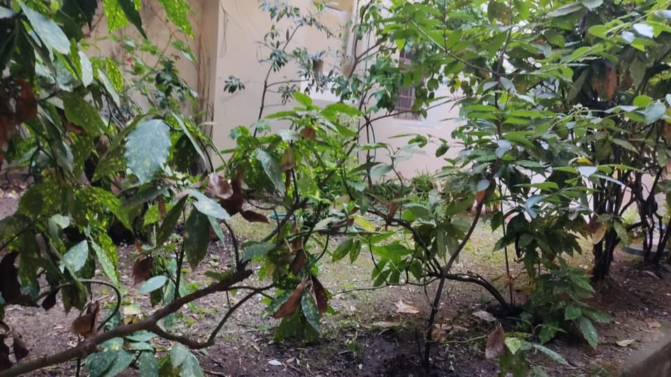 Garden view