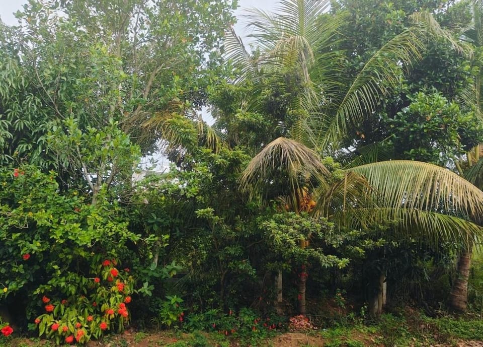 Dwaraka Nature Home Stay House in Kerala