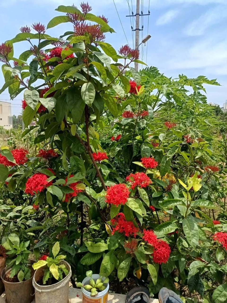 Dwaraka Nature Home Stay House in Kerala