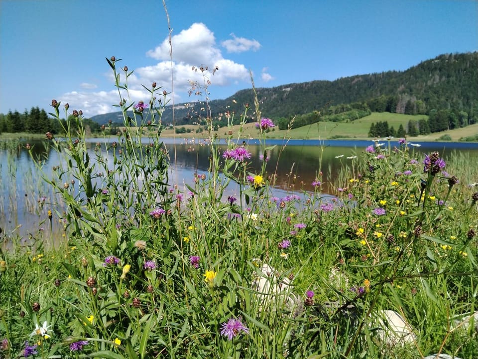 Spring, Natural landscape, Lake view