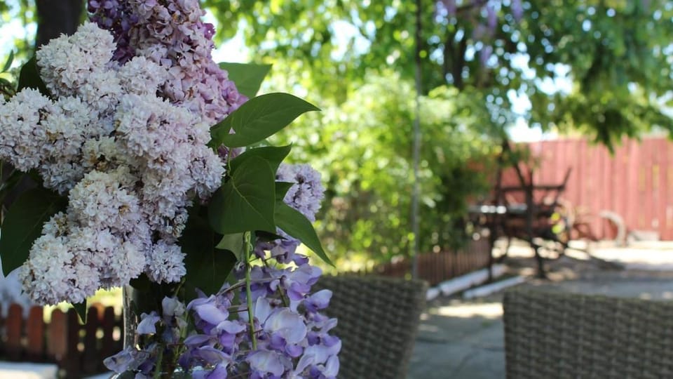 Spring, Garden