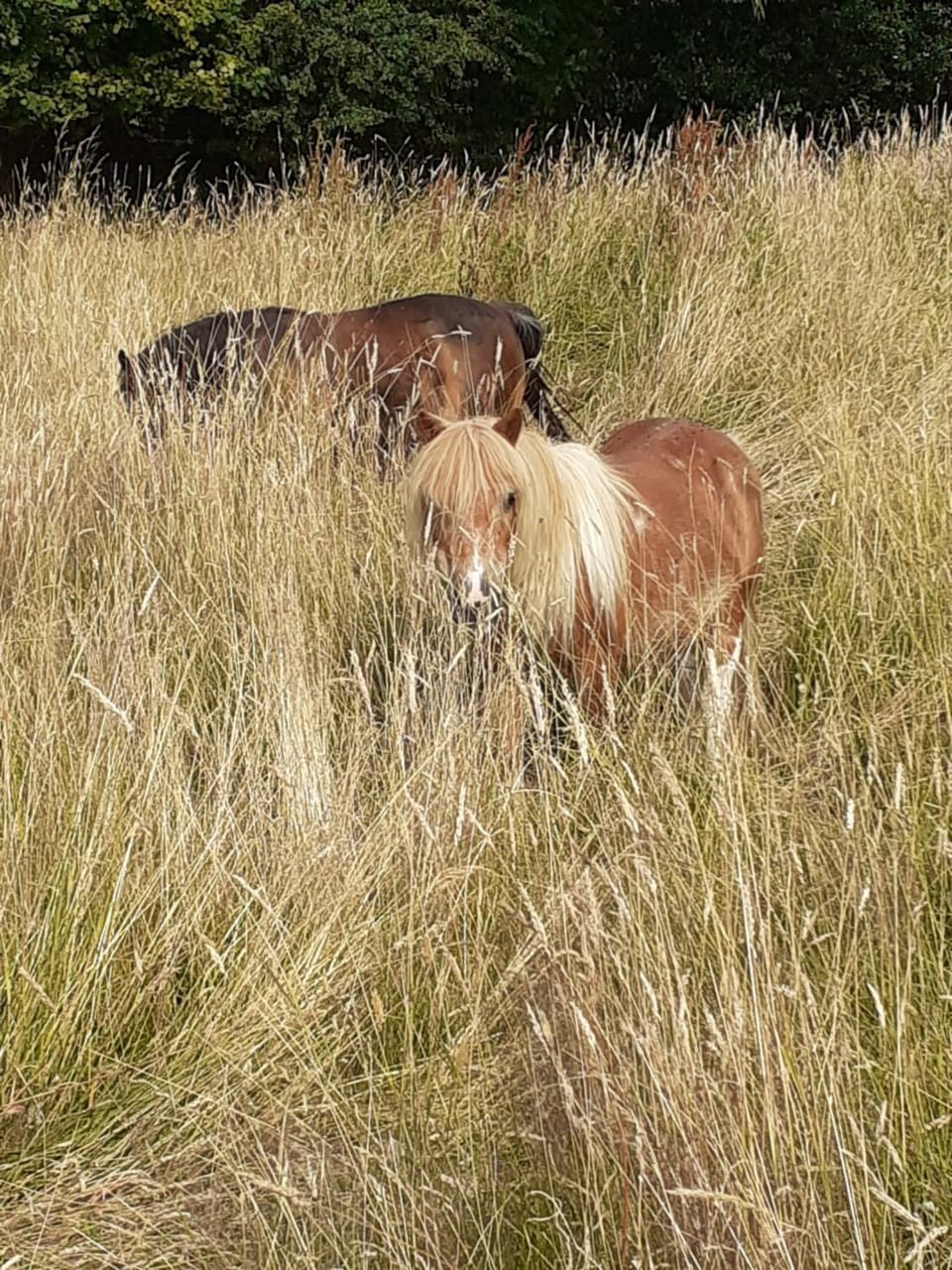 Animals