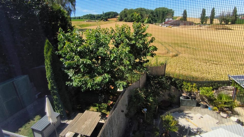 Garden view