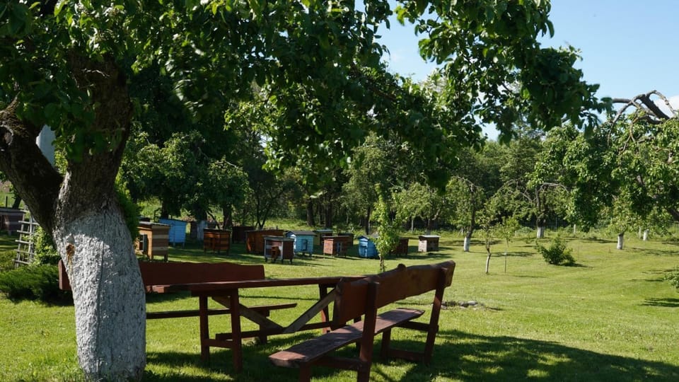 Natural landscape, Garden, Garden
