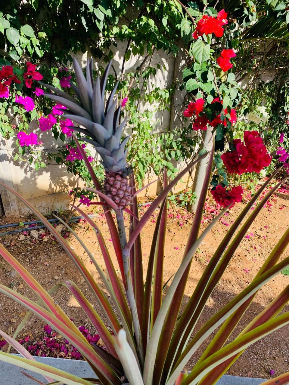 Garden, Garden view