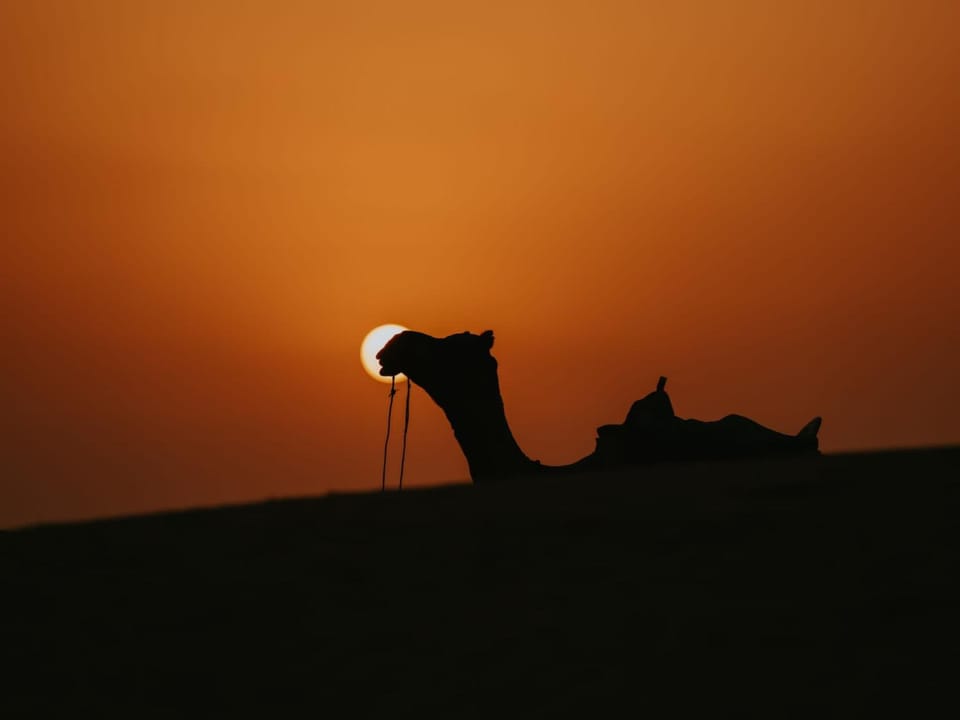 Animals, Sunset