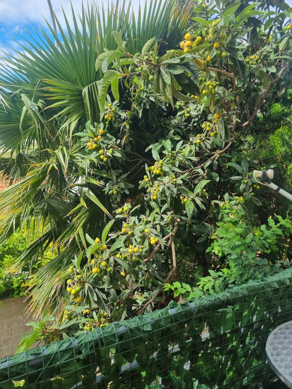 Garden view