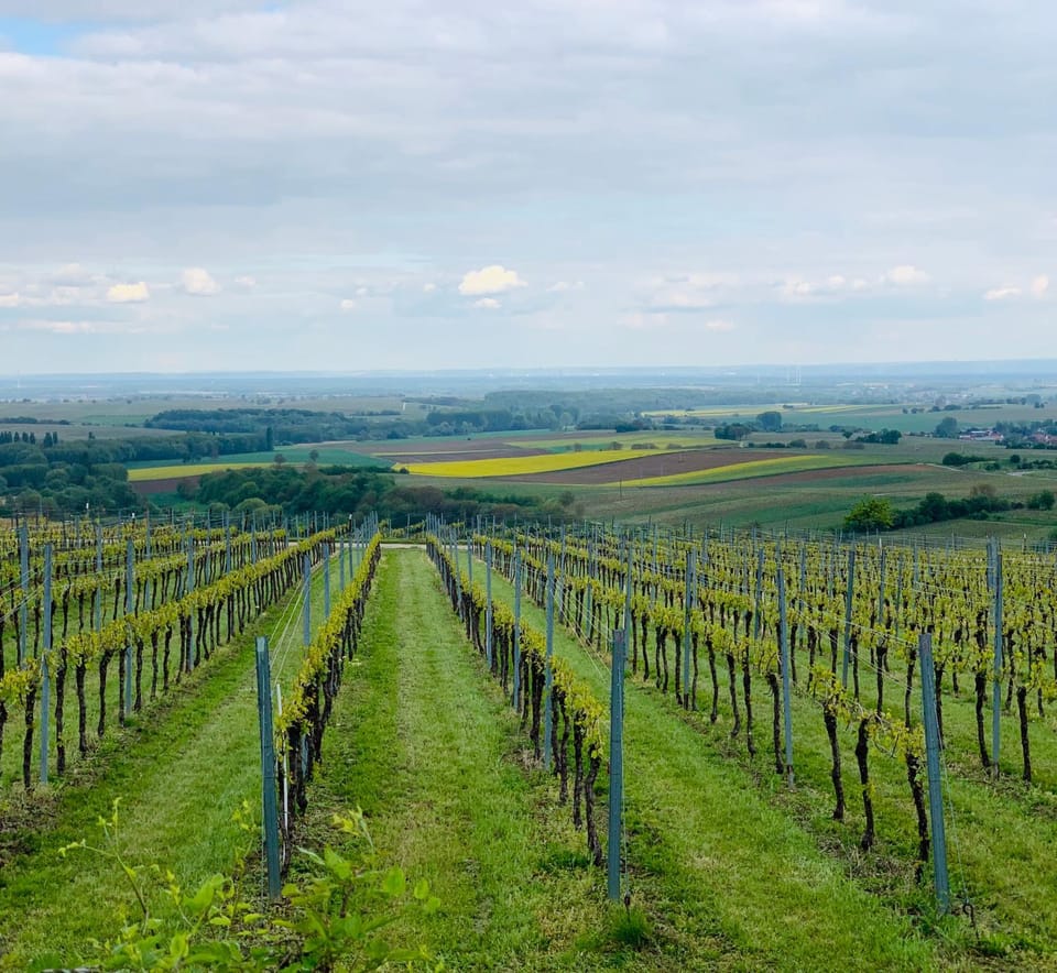 Villa Mandelblüte Apartment in Rhineland-Palatinate