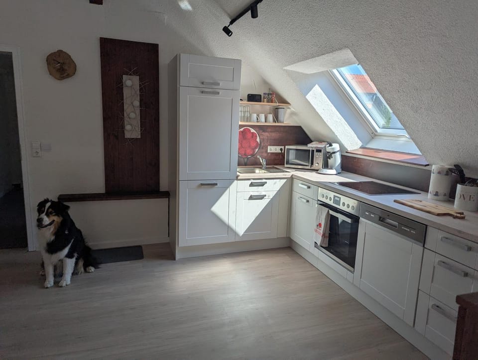 Kitchen or kitchenette, Pets, dishwasher, stove
