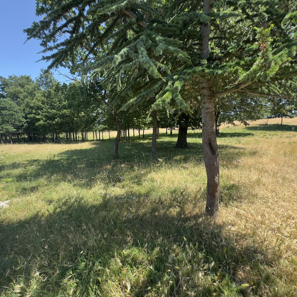 Spring, Day, Natural landscape, Garden, Garden view