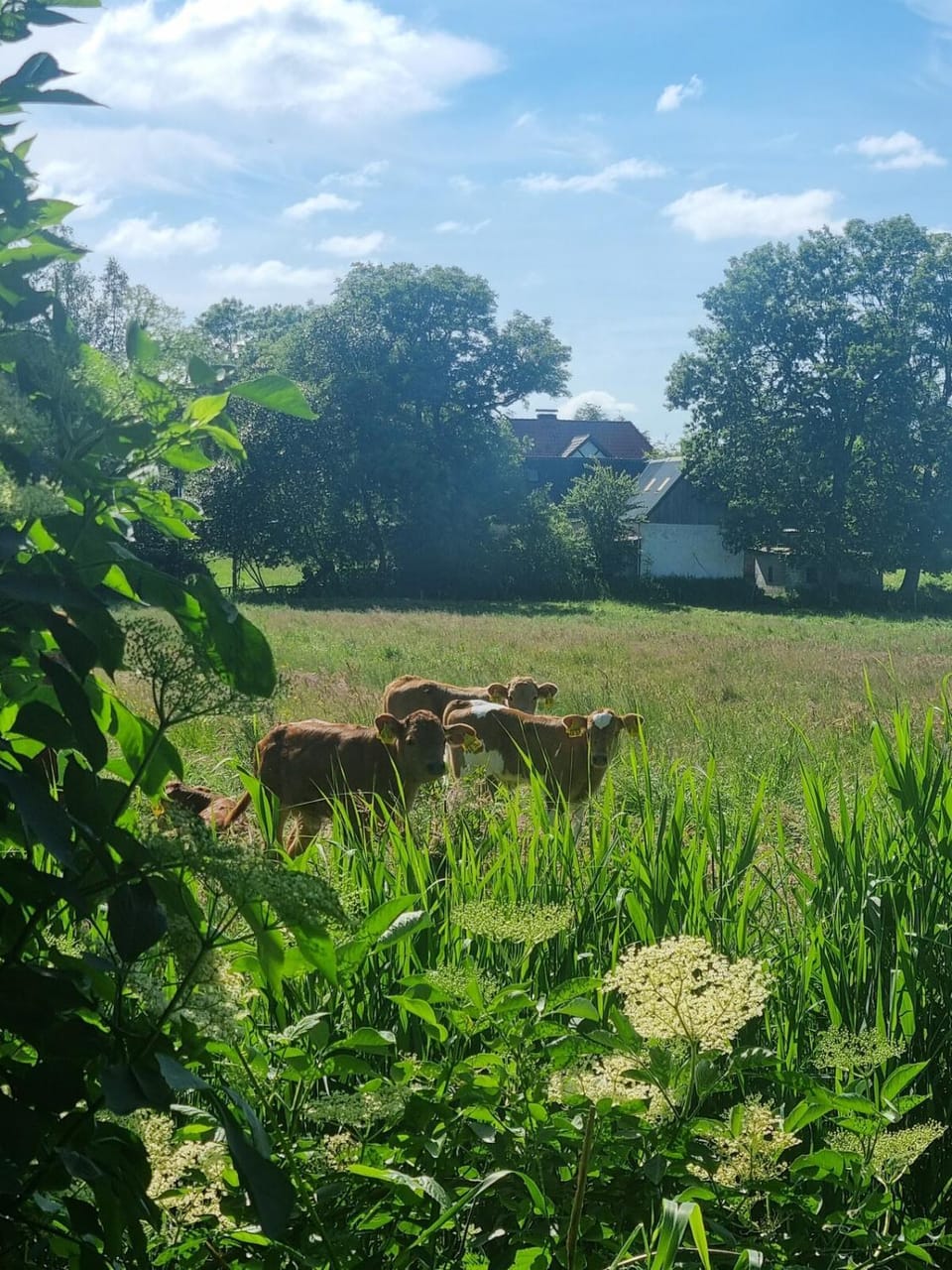 Day, Natural landscape, Garden