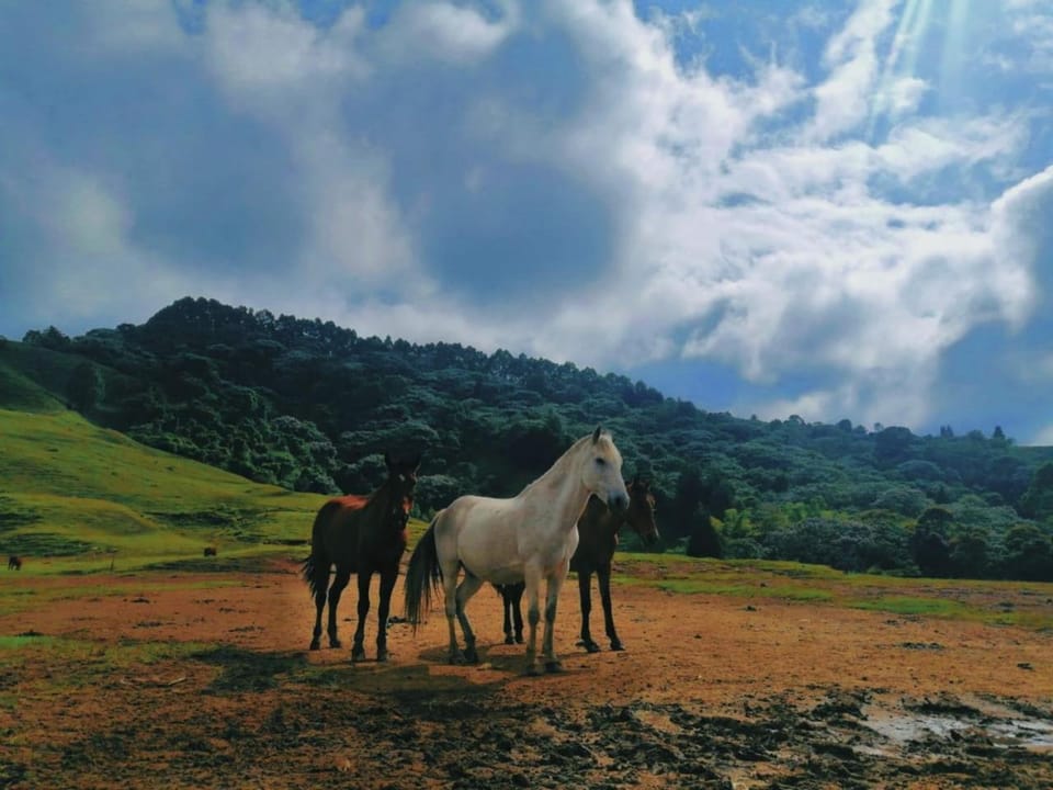 Day, Natural landscape, Animals