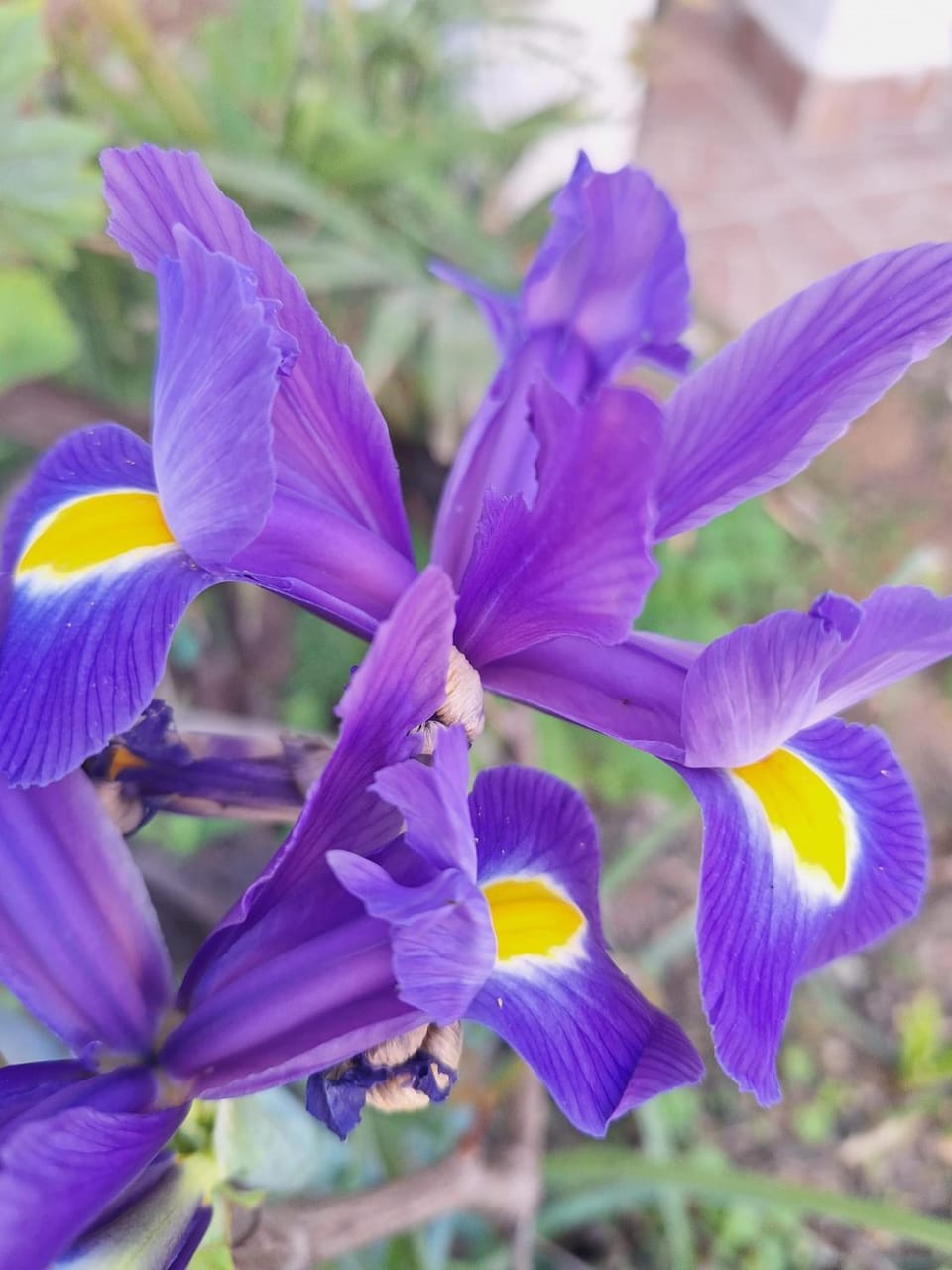 Spring, Day, Garden