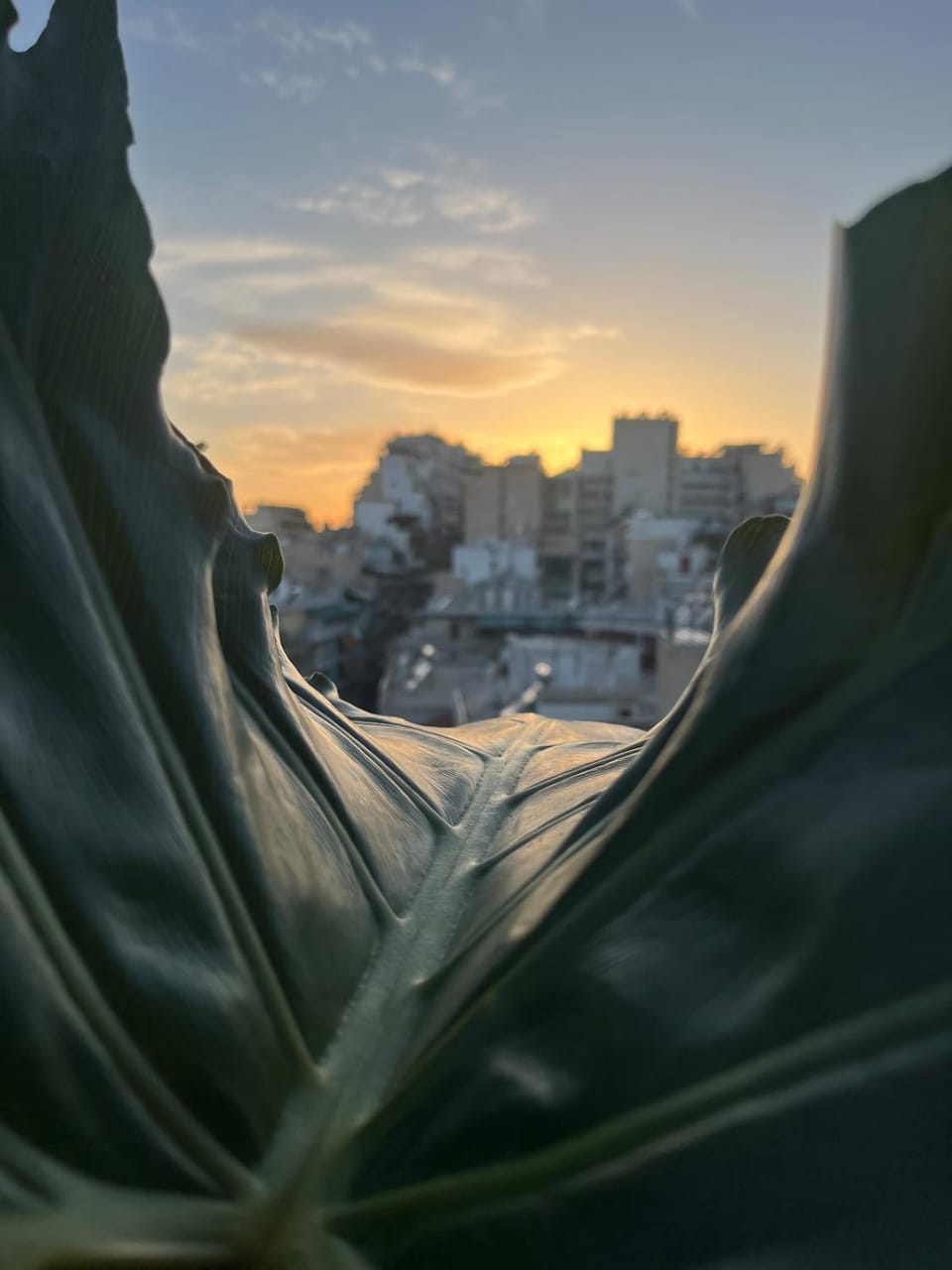 Balcony/Terrace, Sunset