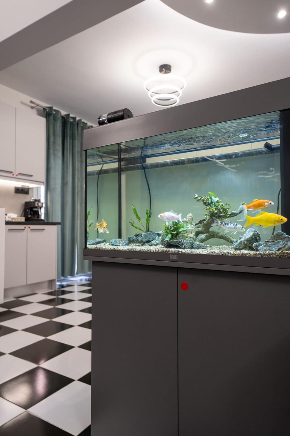 Kitchen or kitchenette, Living room, Animals, kitchen