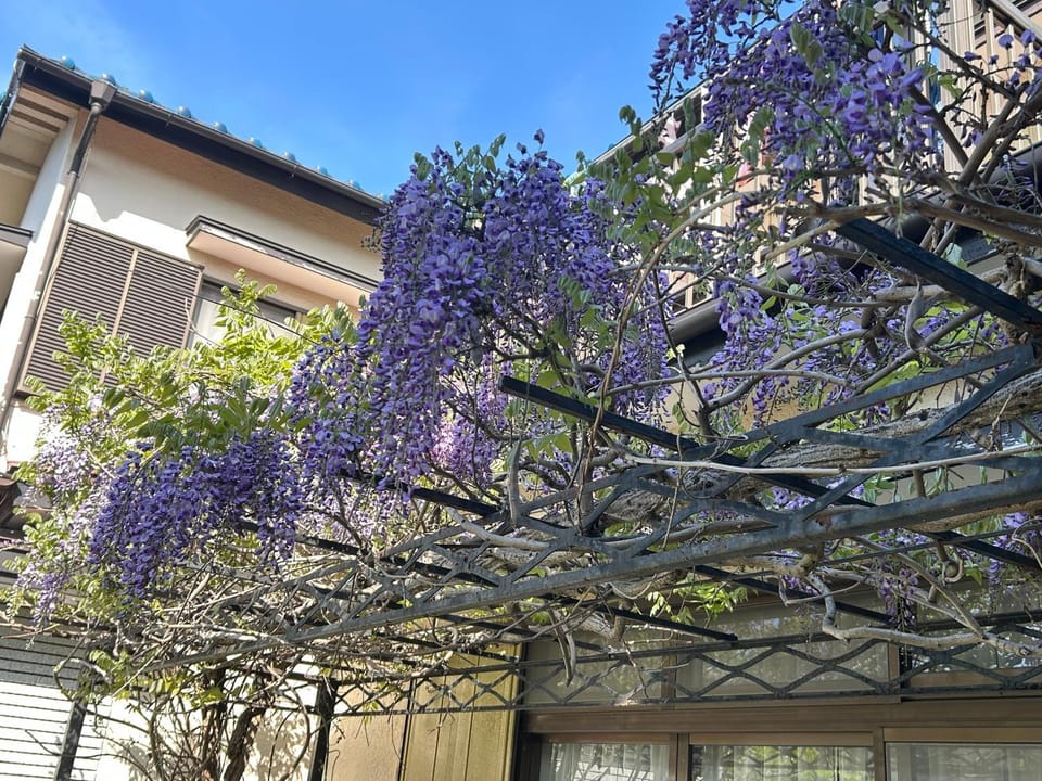 Spring, Garden