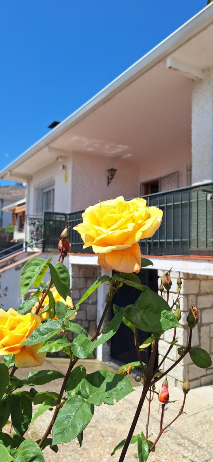 Spring, Balcony/Terrace