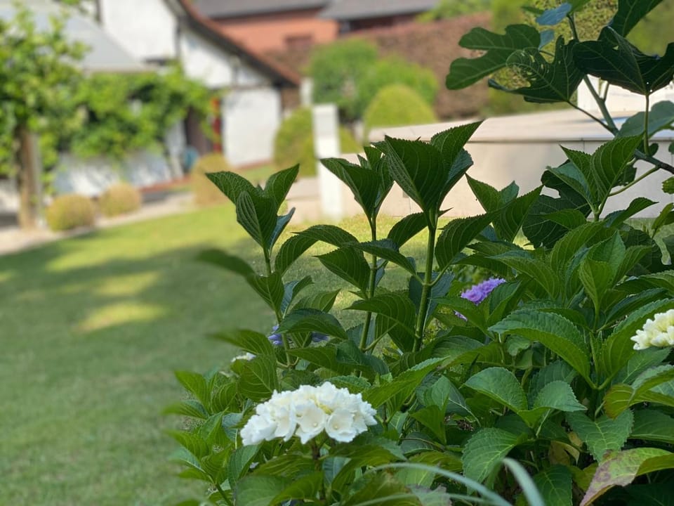 Luxe Vacation Villa with swimming pool, 5 bedrooms Villa in Flanders