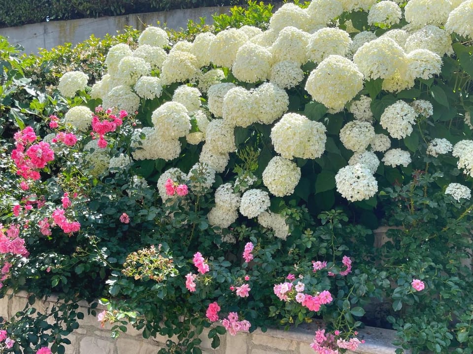 Patio, Garden, Garden view