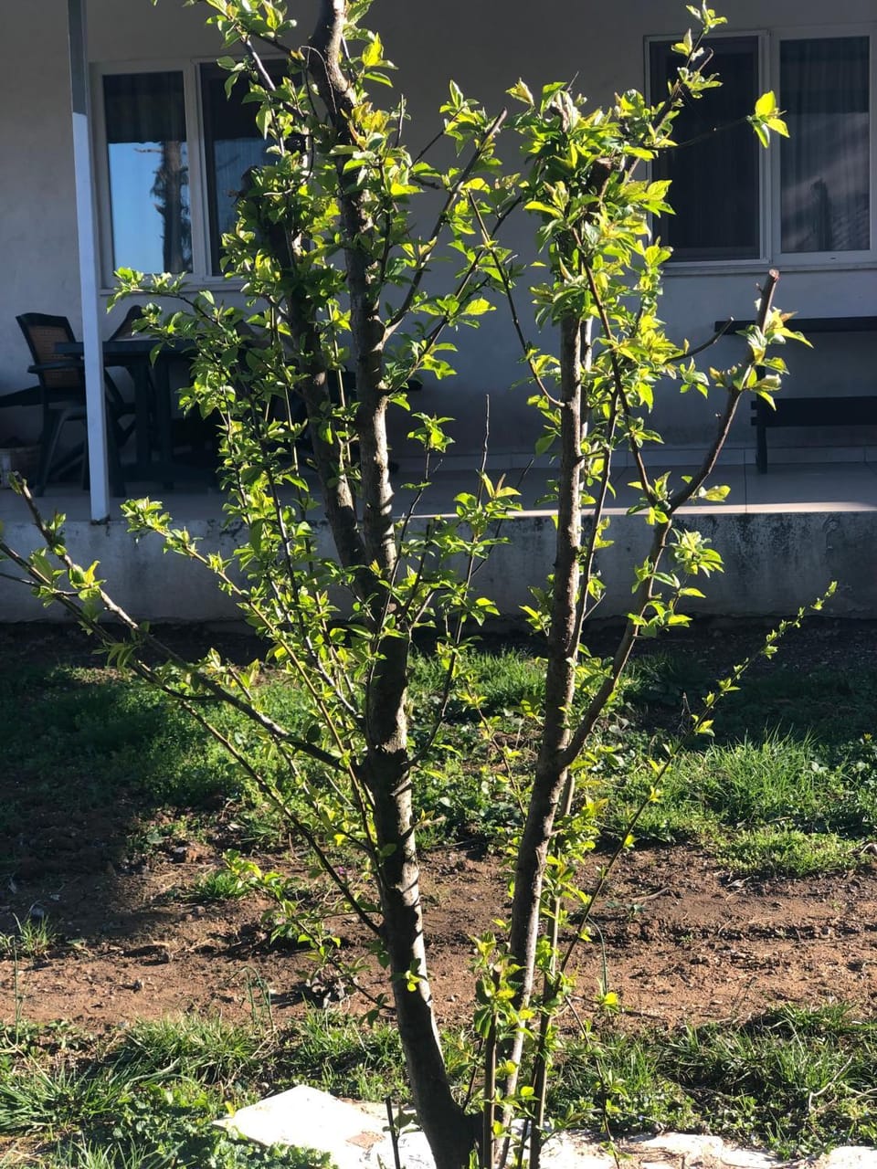 Property building, Garden