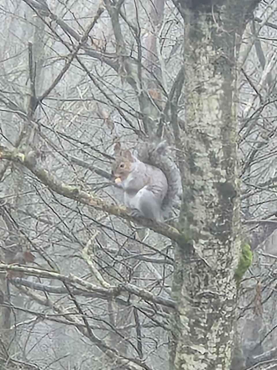 Silver Birch Nabb Lane Woods Hot tub near Alton Towers Apartment in Staffordshire Moorlands District
