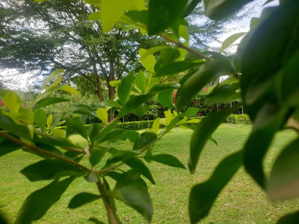 Natural landscape, Garden, Garden view