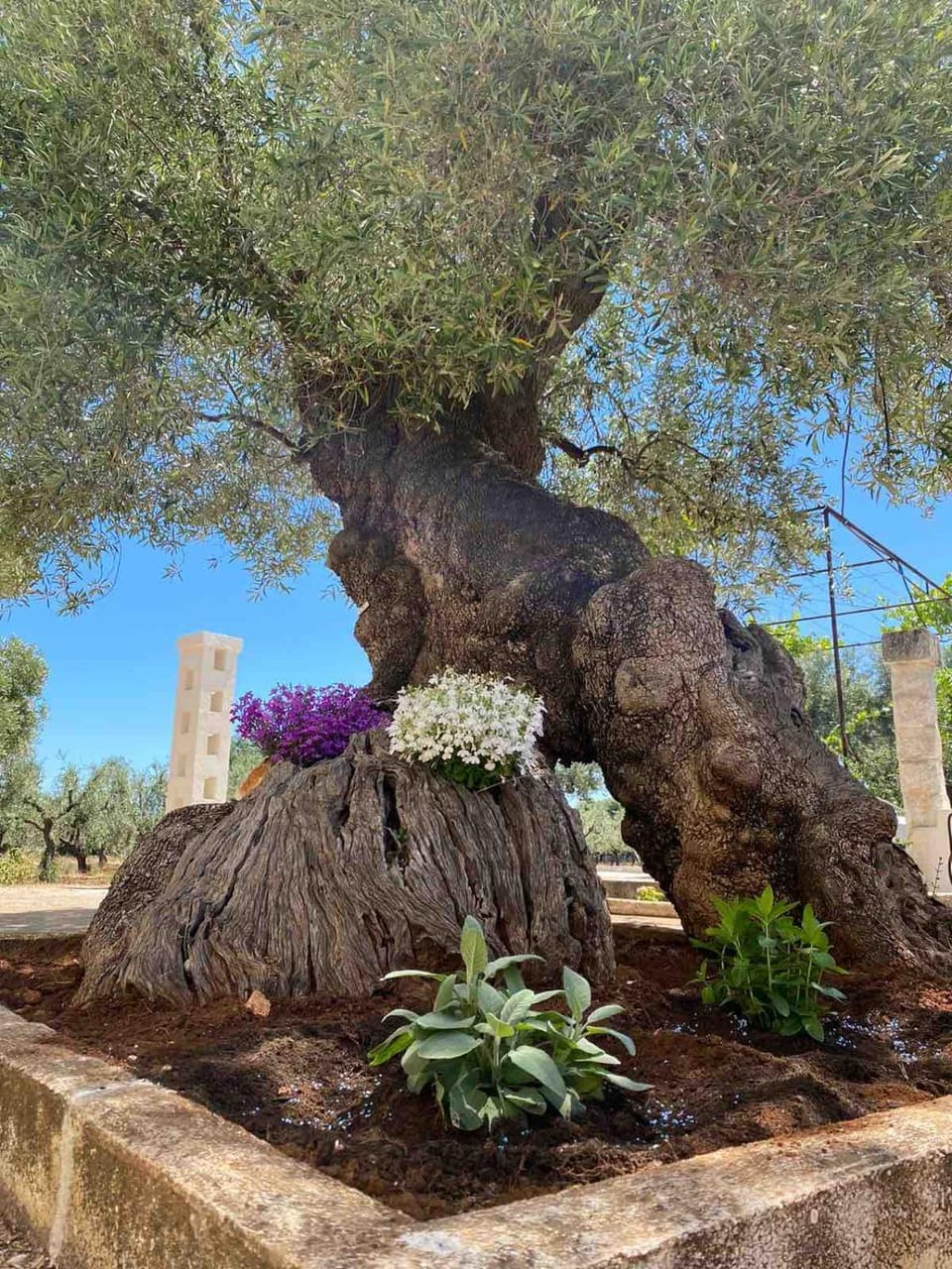 Villa Don Vito surrounded by centuries-old olive trees Apartment in Apulia