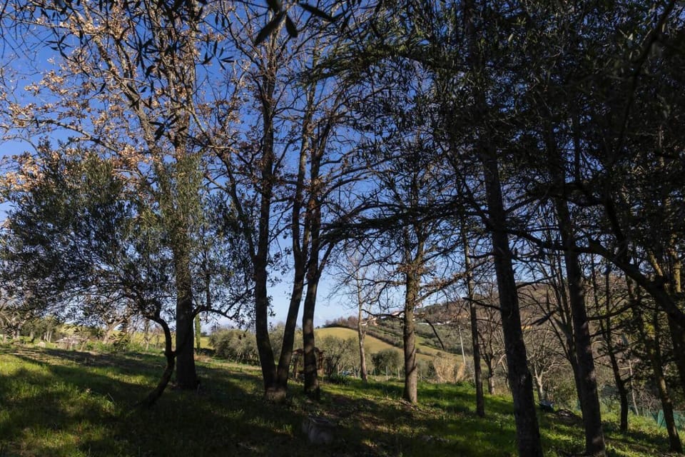 Spring, Natural landscape, Garden