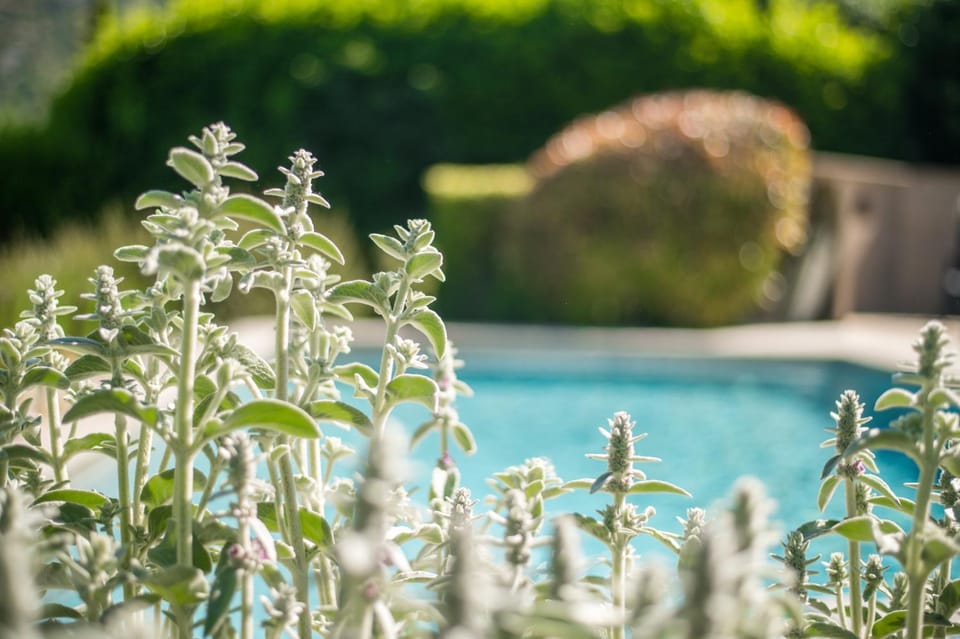 Day, Natural landscape, Pool view, Swimming pool