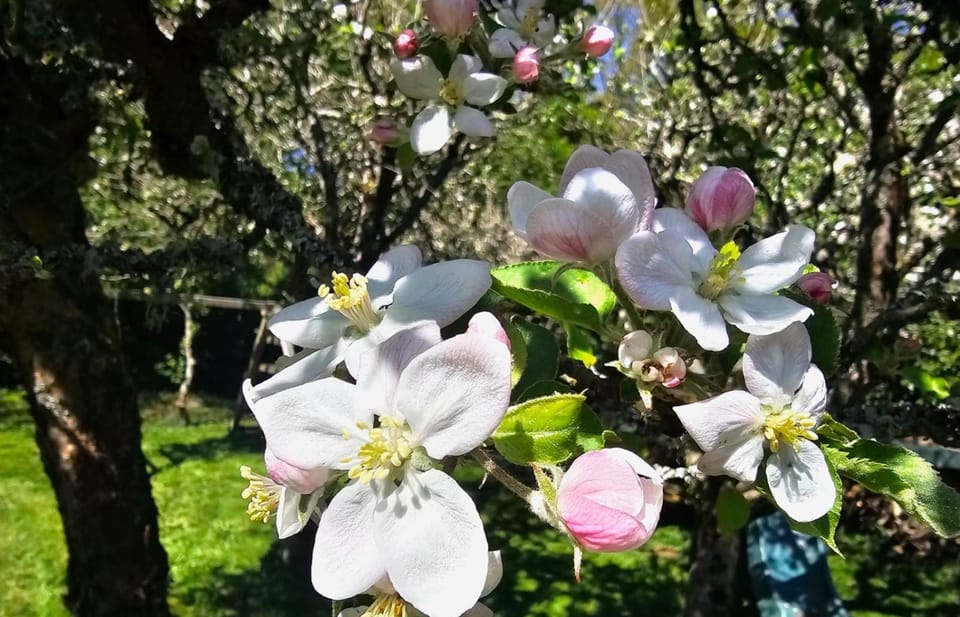 Spring