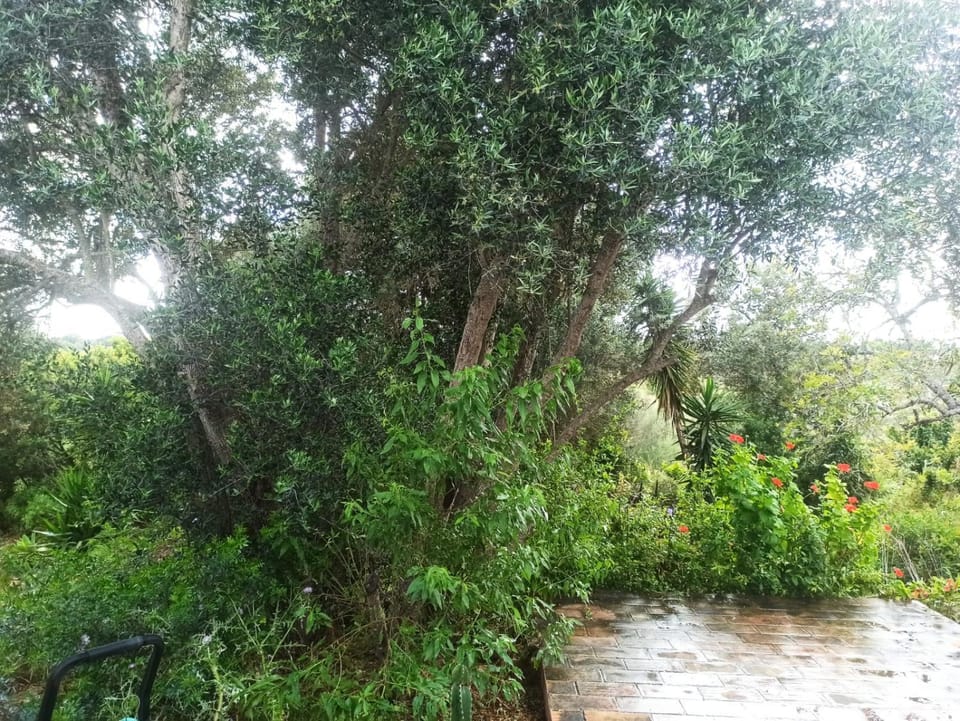 Alojamento Casa Maria House in Olhão