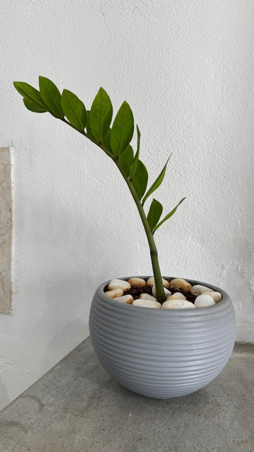 Family-friendly and cozy atmosphere Apartment in Boa Vista