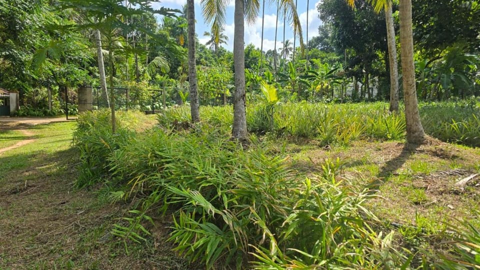 Garden, Garden view