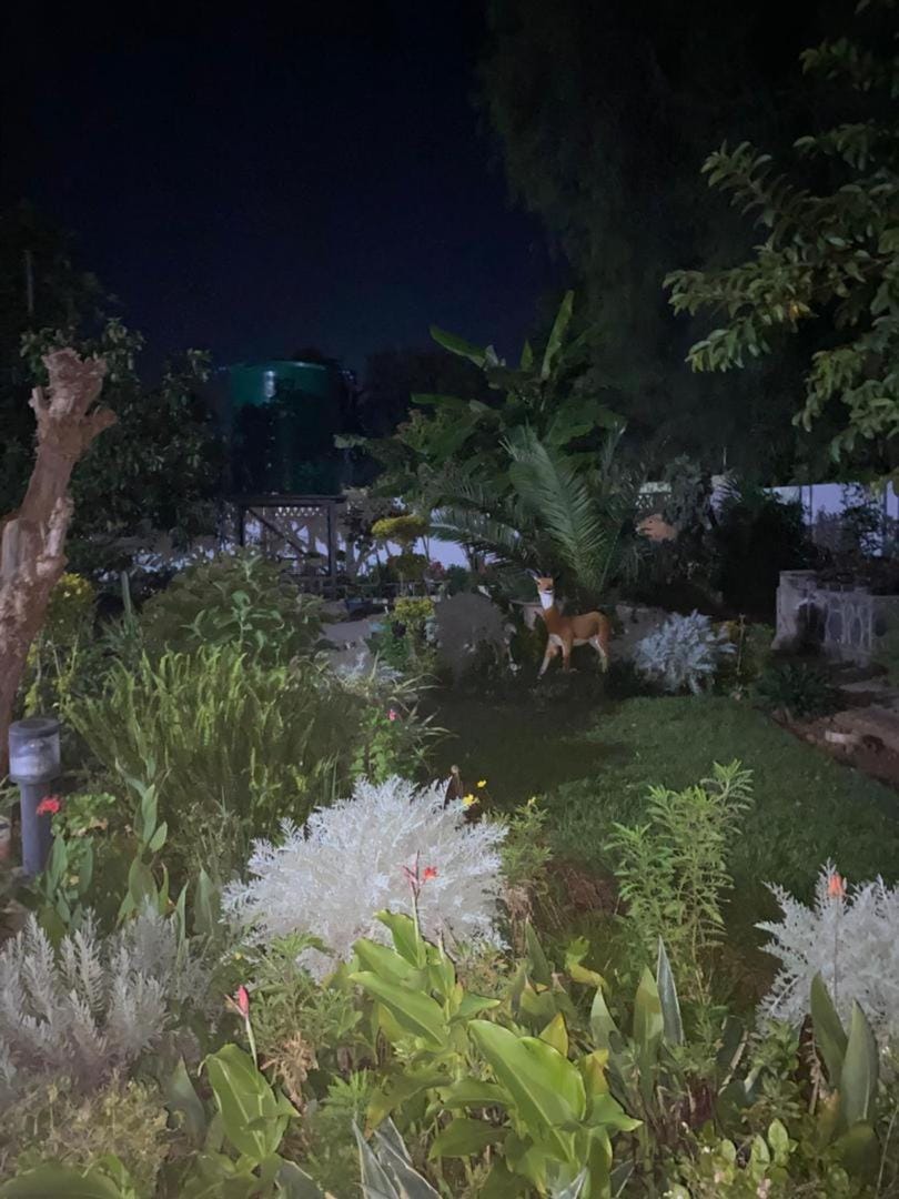 Night, Garden, Garden