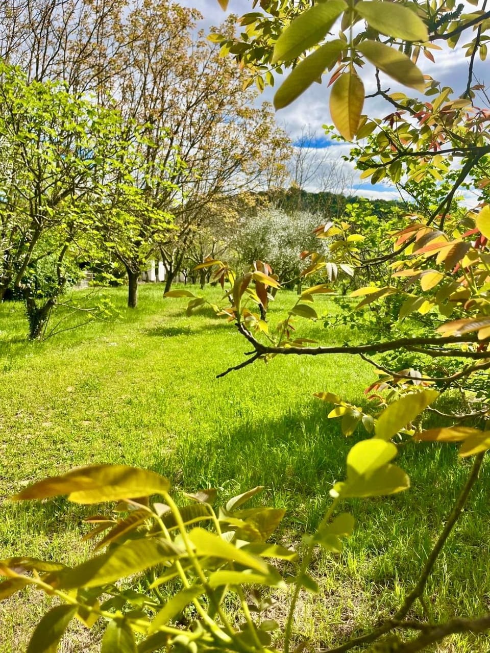 Spring, Garden, Garden, Garden view