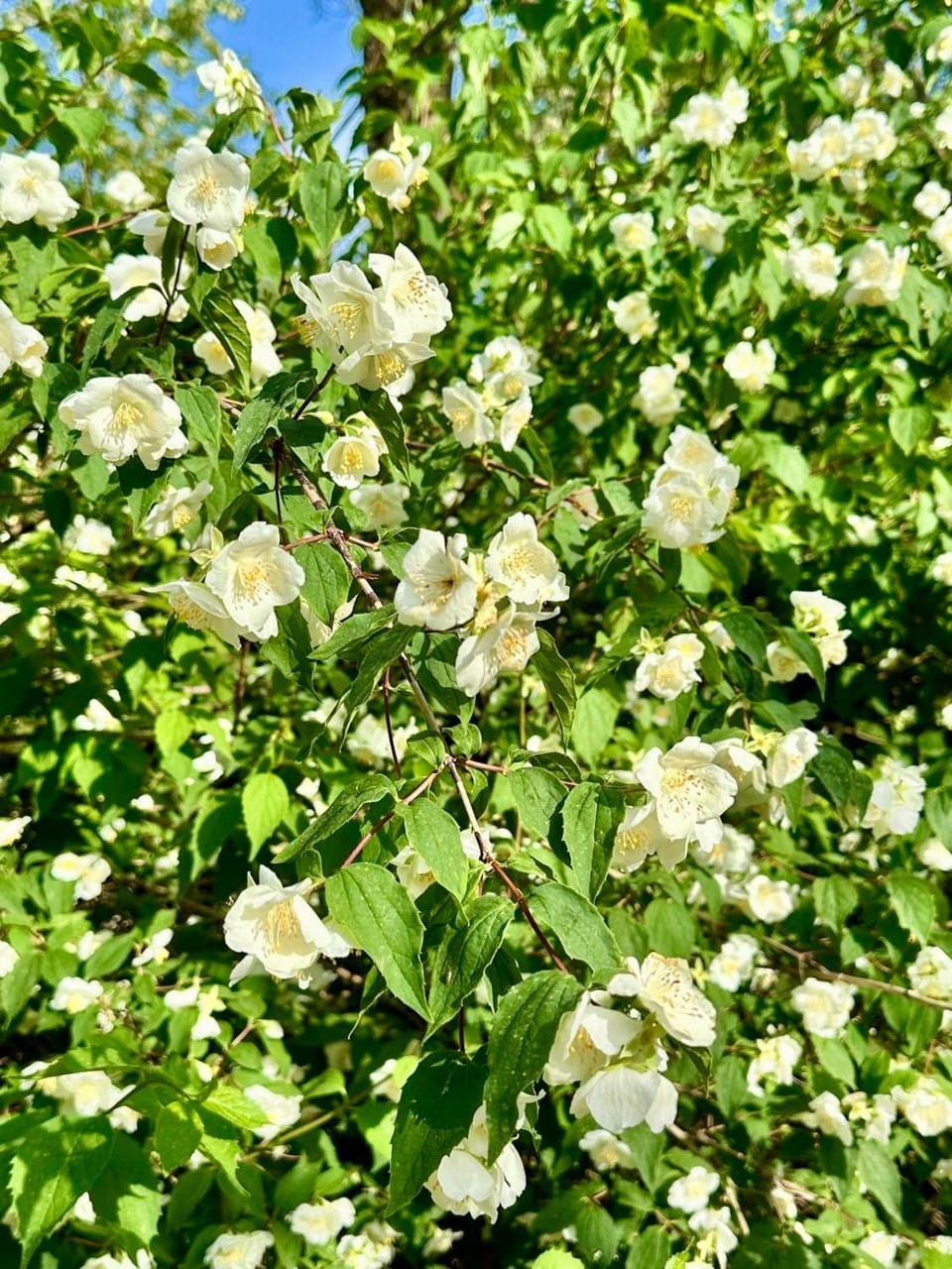 Spring, Day, Garden