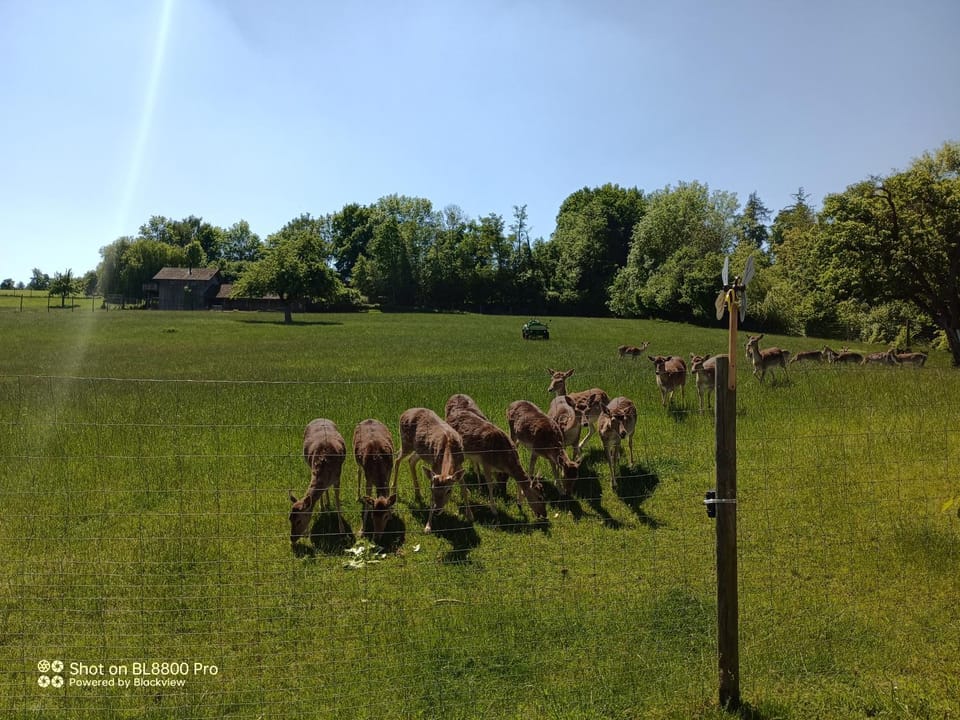 Natural landscape, Garden, Animals