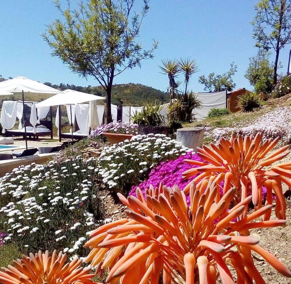 Garden, Swimming pool
