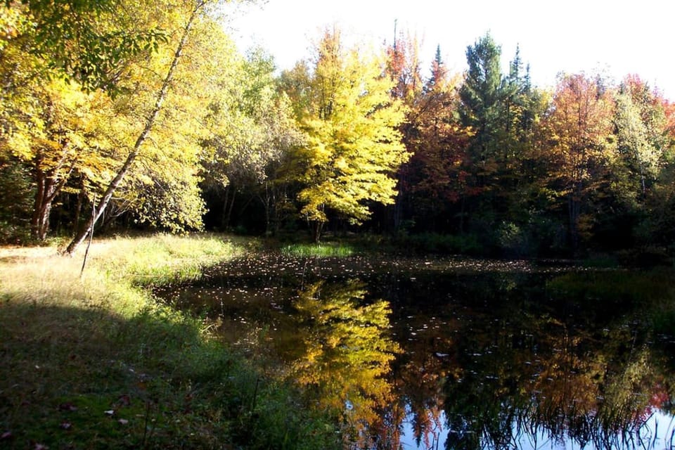 Secluded Cottage Rental in the Woods in Stony Creek, New York House in Capital District, NY, USA