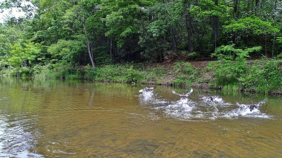 Lovely Cabin Rental with Spacious Backyard in Cashiers, North Carolina Cabin in Cashiers
